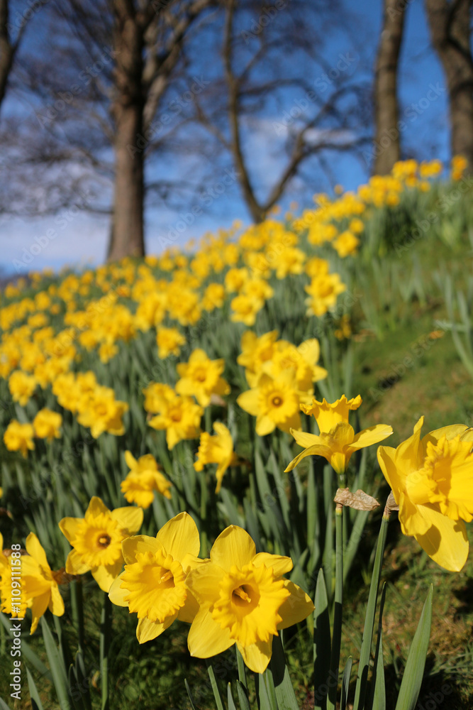 Fototapeta premium Daffodils in flower - Narcissus - Jonquil - spring-flowering bulbous perennials - Amaryllis family - subfamily Amaryllidoideae - Duthie park - Aberdeen - Scotland - UK