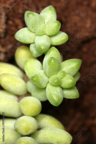 Succulent leave of Sedum hernandezii photo