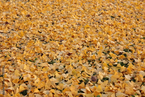 地面に広がるイチョウの葉