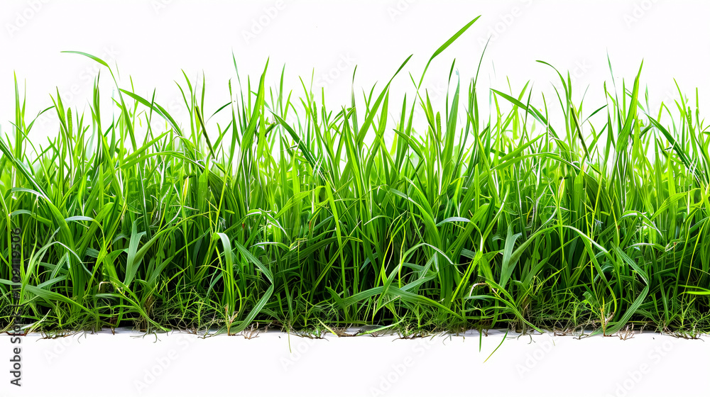 Fototapeta premium Green grass on white background