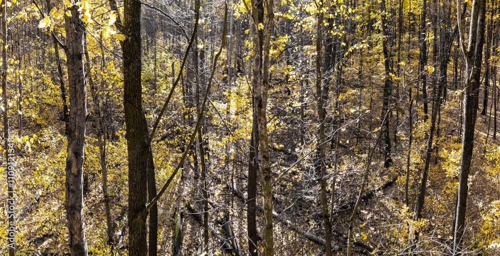 Obraz premium Autumn Forest with Tall Trees and Vibrant Fall Foliage on a Sunny Day