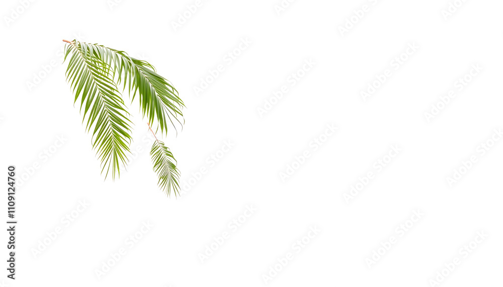 Fototapeta premium Haie de laurier palme with a white accent, png