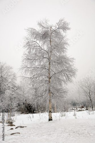 A snow covered tree stands in a field