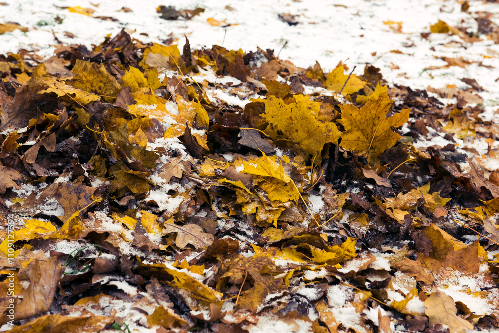 Autumn withered faded foliage on the forest ground, fall season, background carpet with wet leaves in snow Autumn withered faded foliage on the forest ground, fall season, background carpet with wet leaves in snow