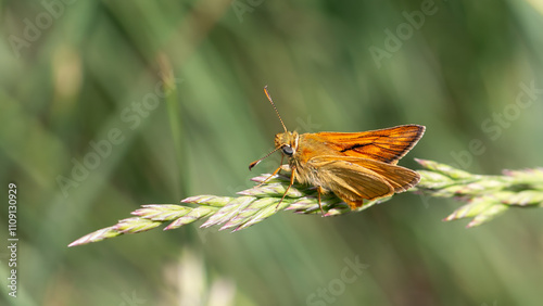 Essex skipper - Thymelicus lineola