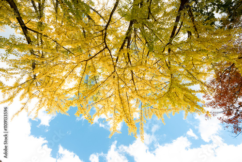 Ginkgo biloba has yellow leaves in autumn and blue sky in Japan.  photo