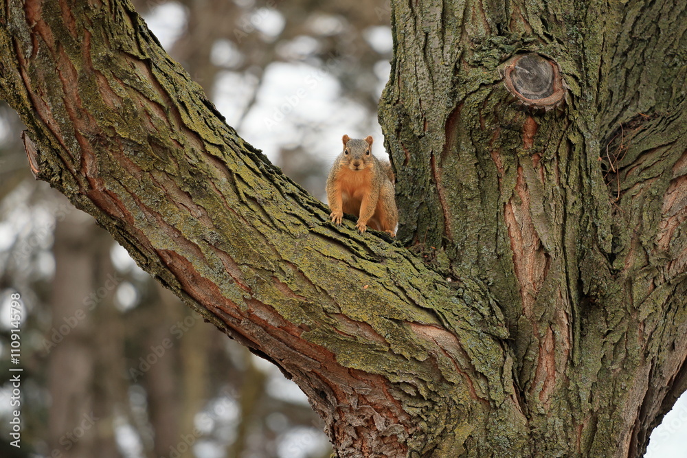 Obraz premium The fox squirrel (Sciurus niger), also known as the eastern fox squirrel or Bryant's fox squirrel, is the largest species of tree squirrel native to North America.