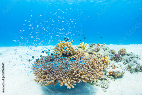 渡嘉敷島　沖縄サンゴ　海　ダイビング　白い砂浜
水中の, サンゴ, 海, 魚, 礁, 水, 海, トロピカル, 
