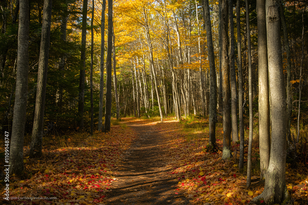 Obraz premium Serene pathway meandering through a Canadian forest in autumn, showcasing bright golden leaves and a peaceful atmosphere perfect for outdoor activities.