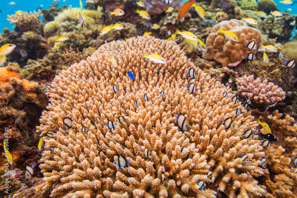 Obraz premium 海 沖縄 青い 慶良間