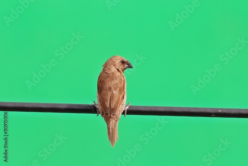 Scaly Breasted Munia or Spotted Munia (Lonchura punctulata) perching on overhead power line photo