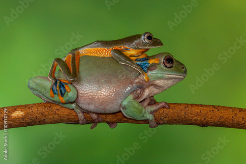 The Australian green tree frog (Ranoidea caerulea/Litoria caerulea), also known as simply green tree frog in Australia, White's tree frog, or dumpy tree frog photo