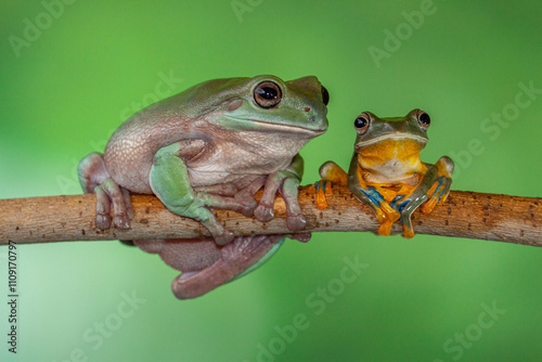 The Australian green tree frog (Ranoidea caerulea/Litoria caerulea), also known as simply green tree frog in Australia, White's tree frog, or dumpy tree frog photo