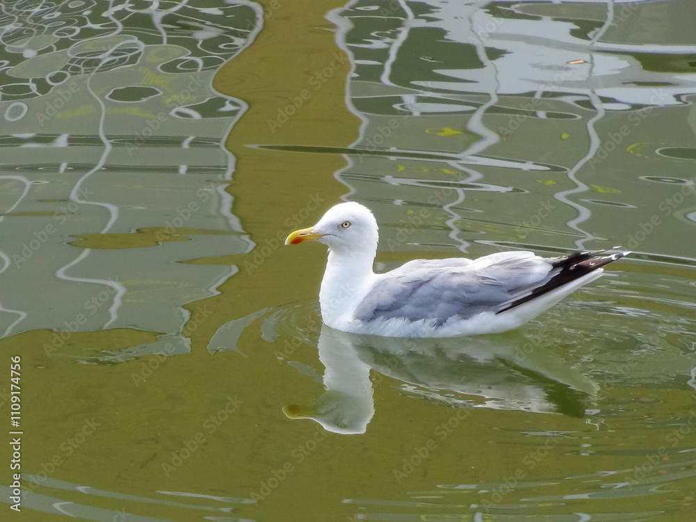 Fototapeta premium Seagull swimming on colored water surface