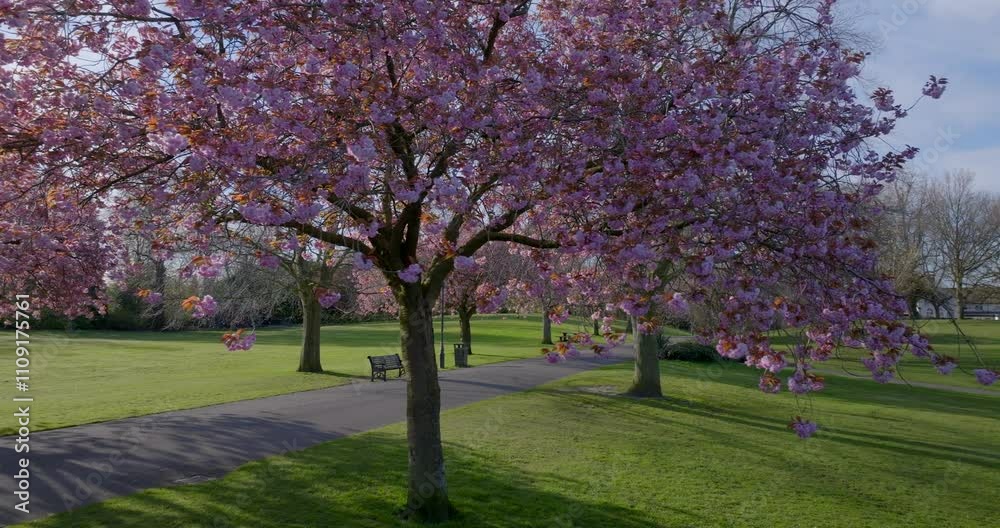 Cherry Blossom trees in Dunfermline's Pittencrieff Park Cherry Blossom trees in Dunfermline's Pittencrieff Park