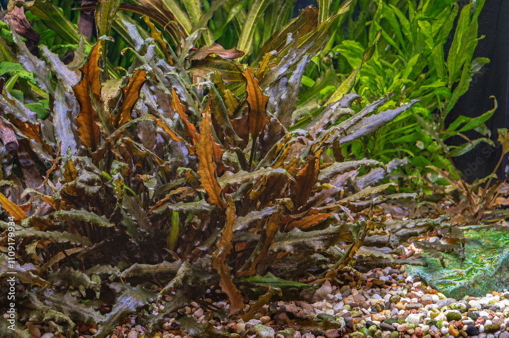 Fototapeta premium Water aquarium plant Cryptocoryne wendtii in aquarium.