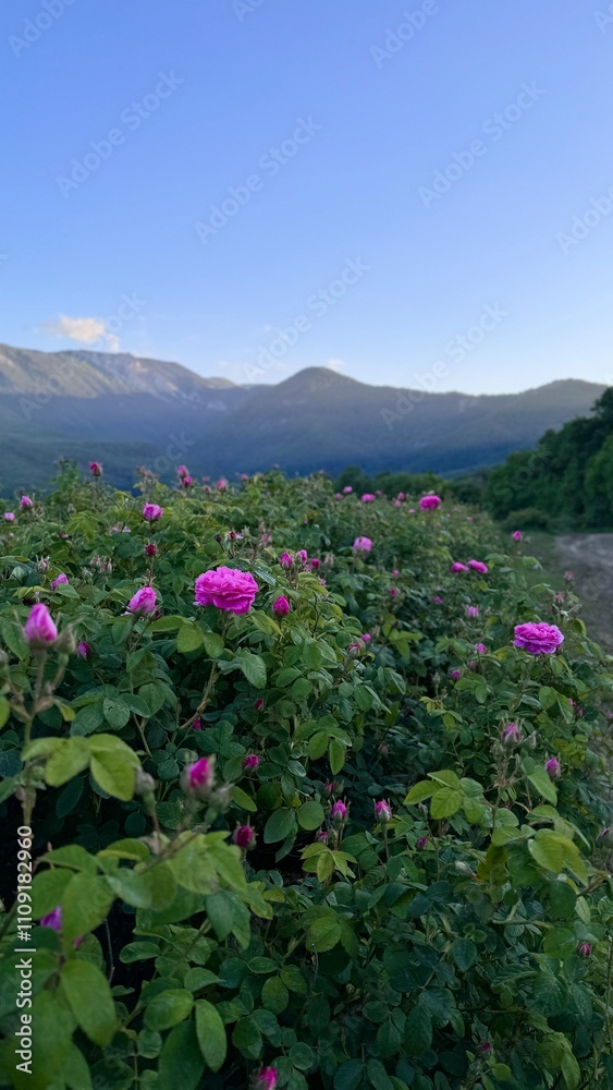 Obraz premium Summer Bliss: A Scenic Rose Field Plantation in the Mountains