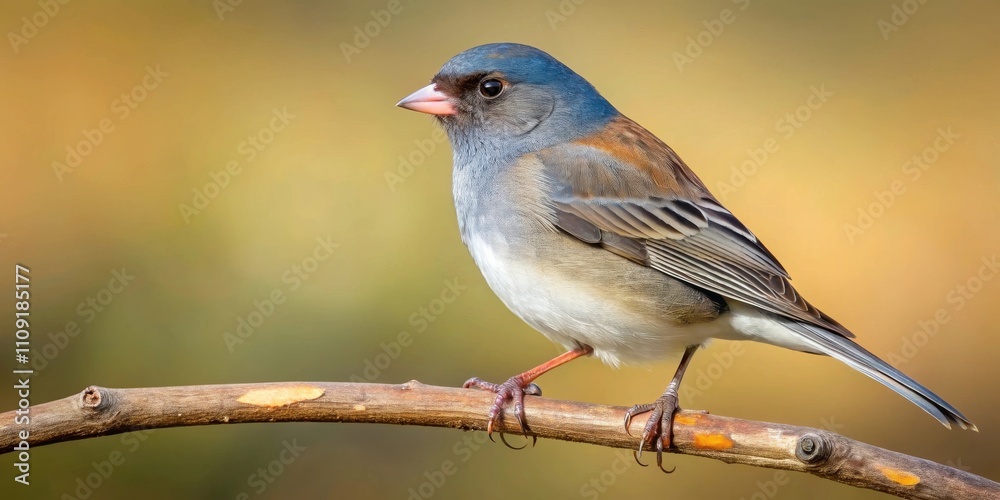 A small bird with blue feathers perches on a thin twig against a blurred yellow background. A small bird with blue feathers perches on a thin twig against a blurred yellow background.