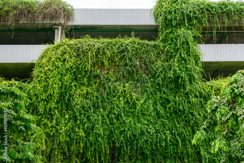 A green plant is growing on the side of a building