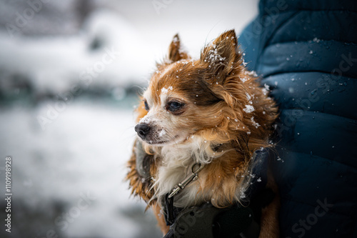portrait of a dog