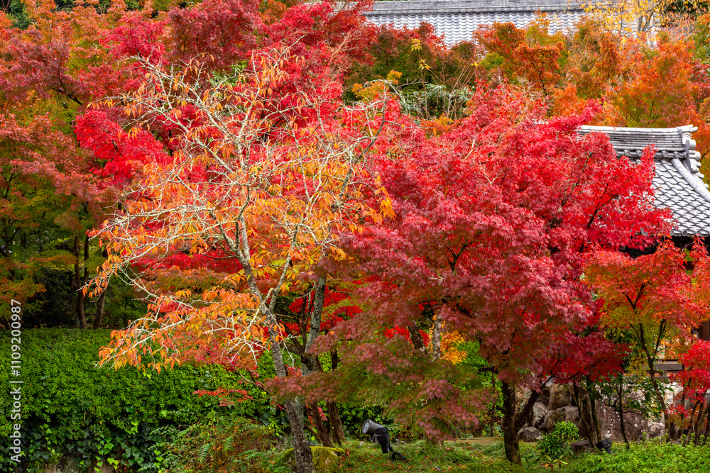 Eikando temple gardens in autumn, Kyoto, Japan Eikando temple gardens in autumn, Kyoto, Japan
