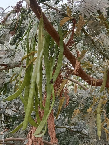 prosopis juliflora fruit or fruit of the Mesquite.Mesquite fruit pattern background	 photo