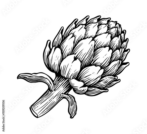 artichoke engraving black and white outline