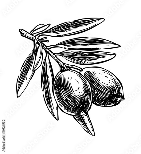 olive fruit engraving black and white outline