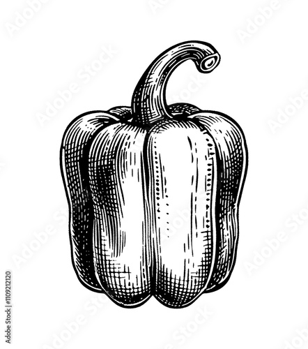 paprika engraving black and white outline