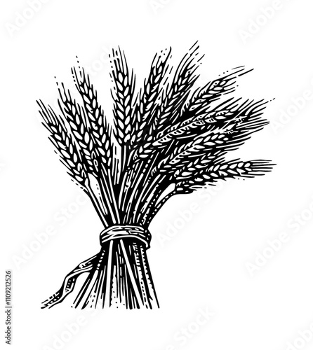 sheaf dry wheat engraving black and white outline