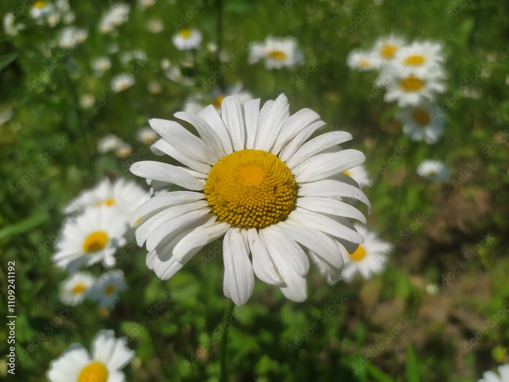 daisy in the grass daisy in the grass