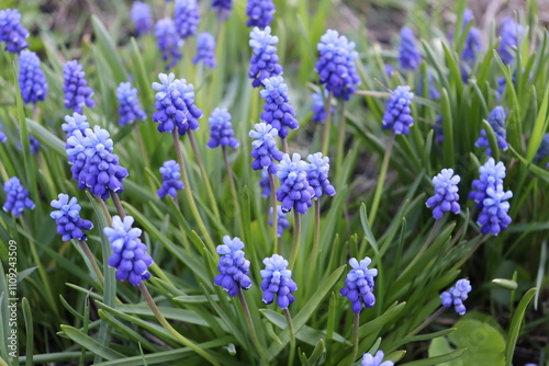 muscari flowers in the garden