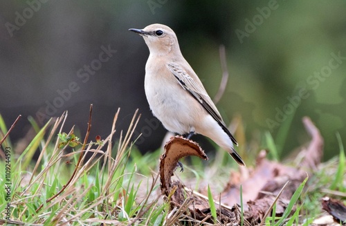 Northern wheatear (Oenanthe oenanthe)
