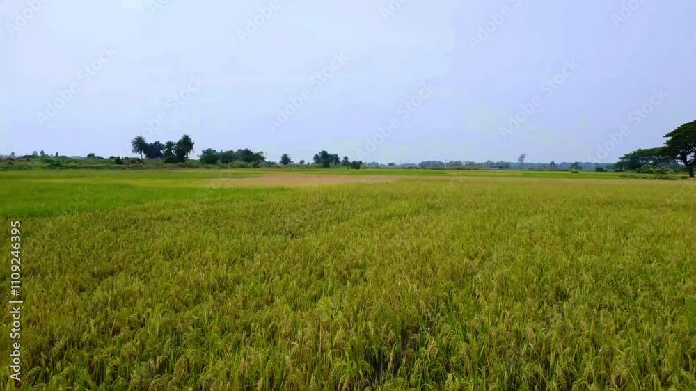 The golden yellow rice fields with harvest time The golden yellow rice fields with harvest time