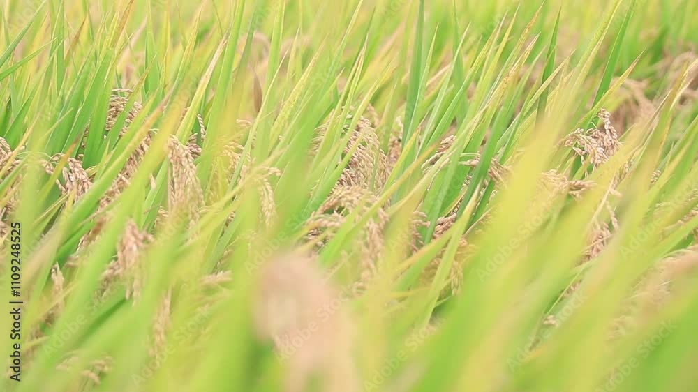 Golden Millet Fields Ready for Harvest Golden Millet Fields Ready for Harvest