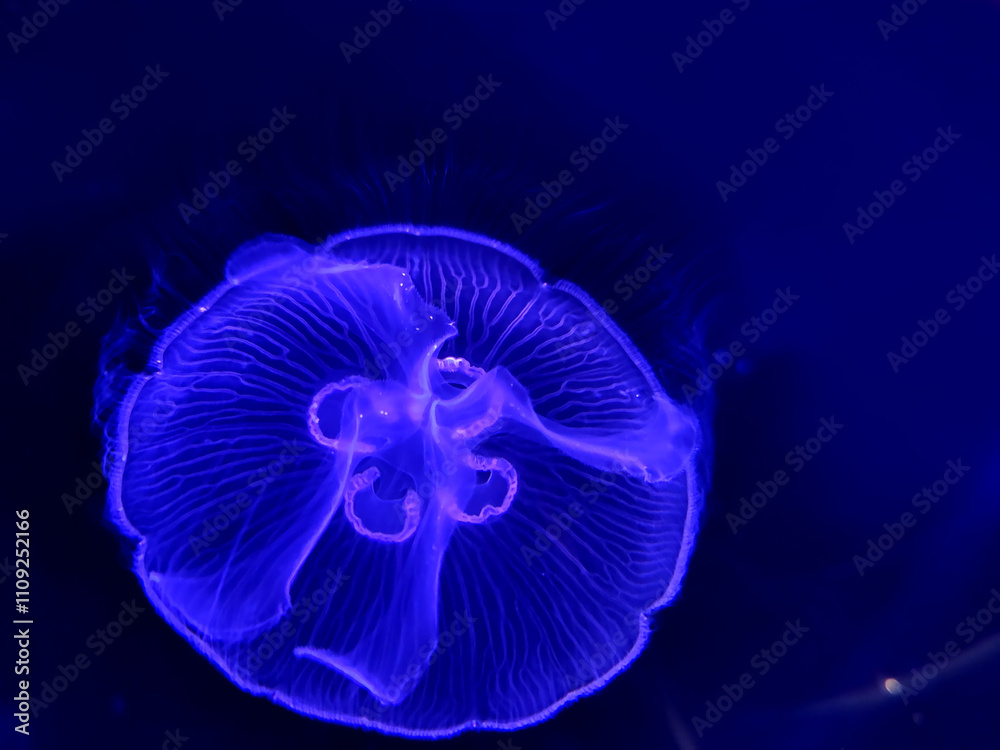 Jellyfish in an aquarium over a dark blue background