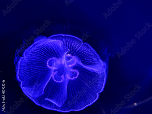 Jellyfish in an aquarium over a dark blue background