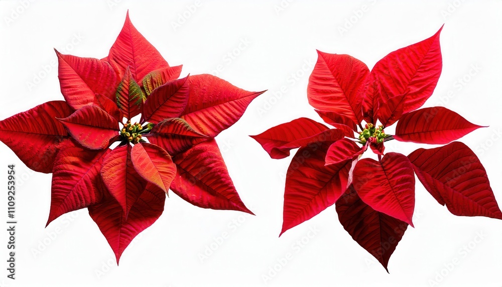 Obraz premium Radiant Red Poinsettias. The Quintessential Symbol of Christmas Decor, Featuring Vibrant Scarlet Leaves with Textured Details. Perfect for Festive Arrangements, Gifting, or Winter Photography