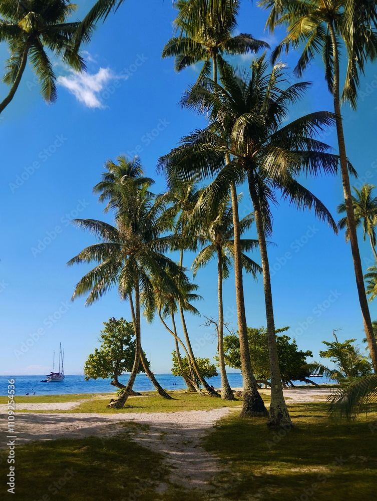 Obraz premium Palms trees on a beach in french polynesia