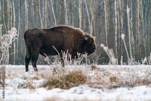 European bison (Bison bonasus) in winter Bialowieza forest, Poland