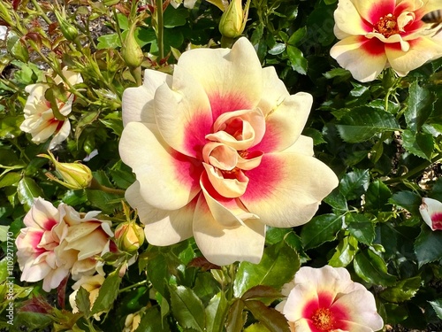Beautiful blooming vanilla rose with amazing ombre coloring