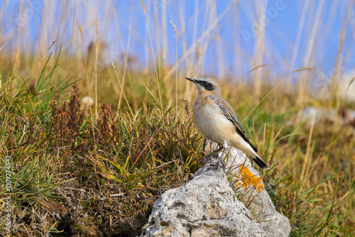 A northern wheatear standing on a rock