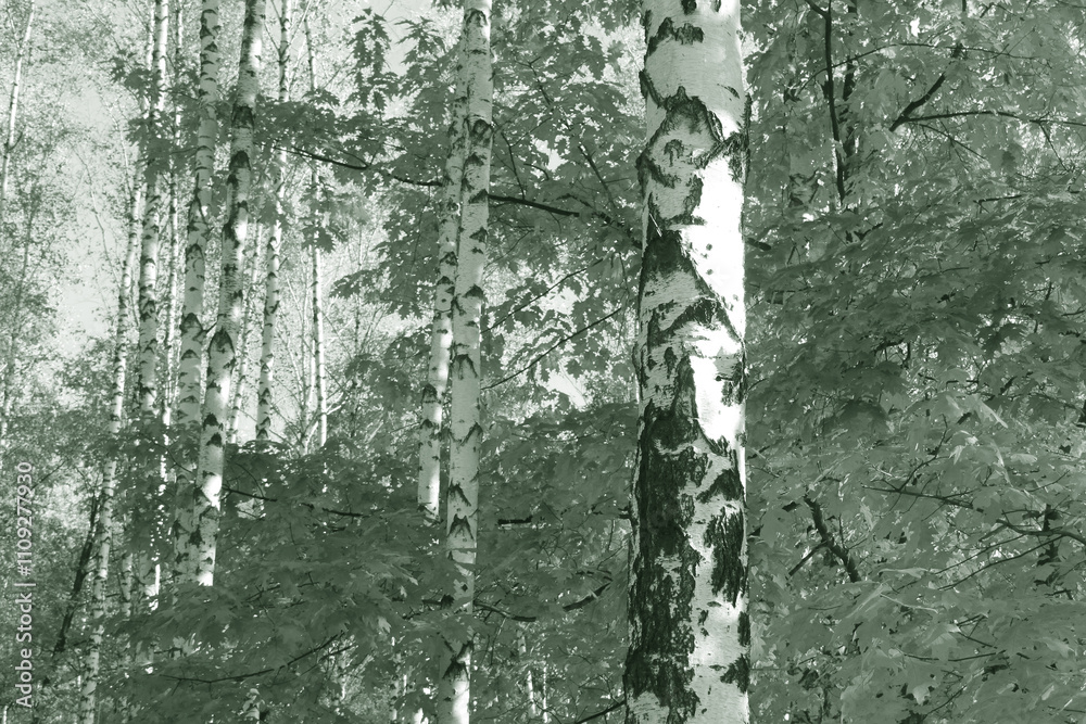 Fototapeta premium black-and-white photo with white birches