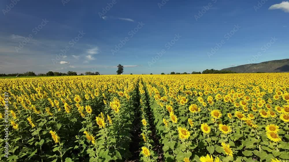 Beautiful sunflower field on summer with blue sky and white cloudy at Lop buri province,THAILAND Beautiful sunflower field on summer with blue sky and white cloudy at Lop buri province,THAILAND