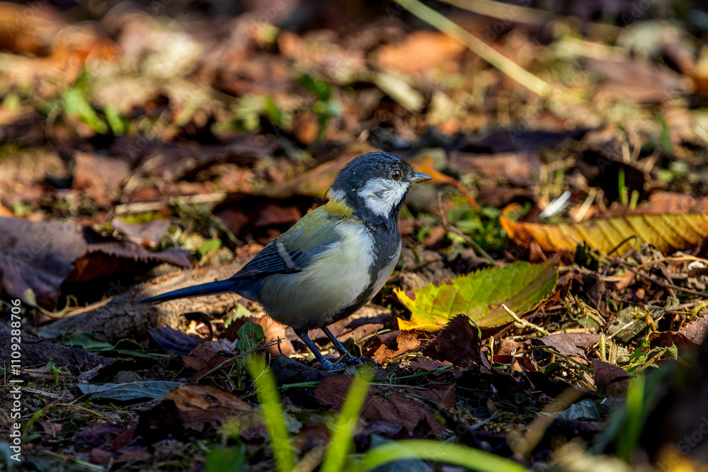 Obraz premium 地面を歩くシジュウカラ