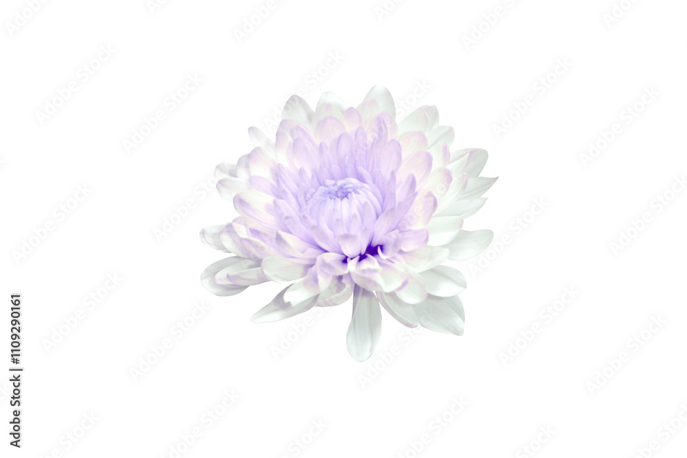 Obraz premium flower isolated on white background