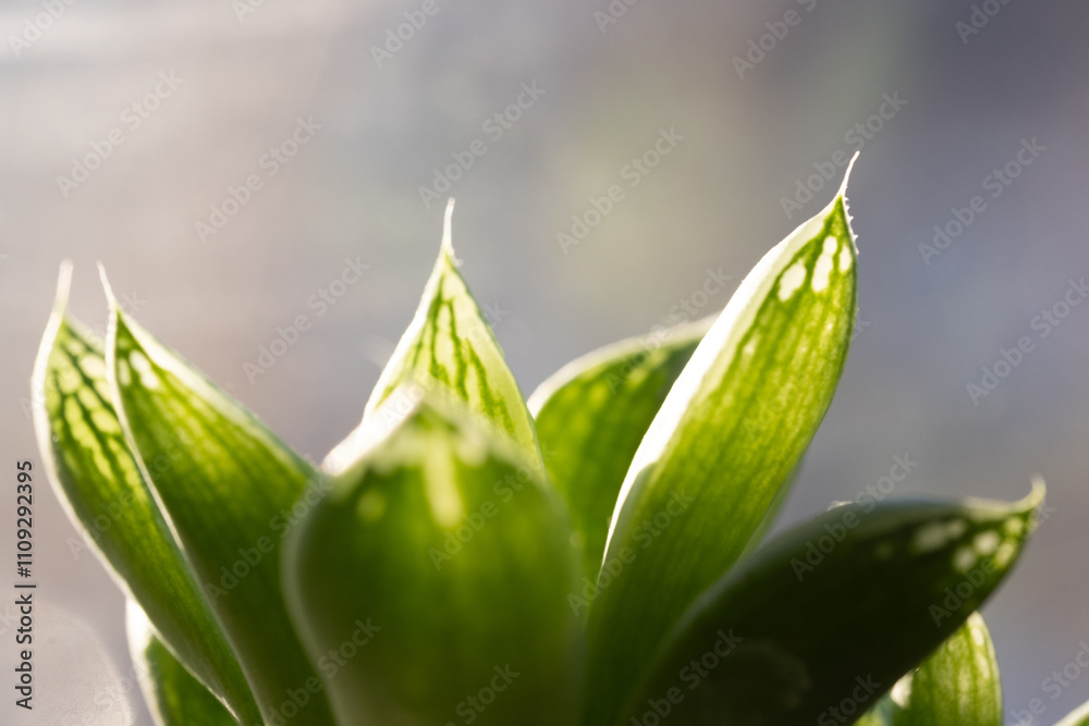 Fototapeta premium Closeup succulent plant in sunlight. Natural background.