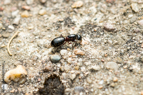 Schwarze Rossameise (Camponotus herculeanus)	 photo