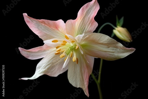 Aquilegia is a perennial plant belonging to the buttercup family photo