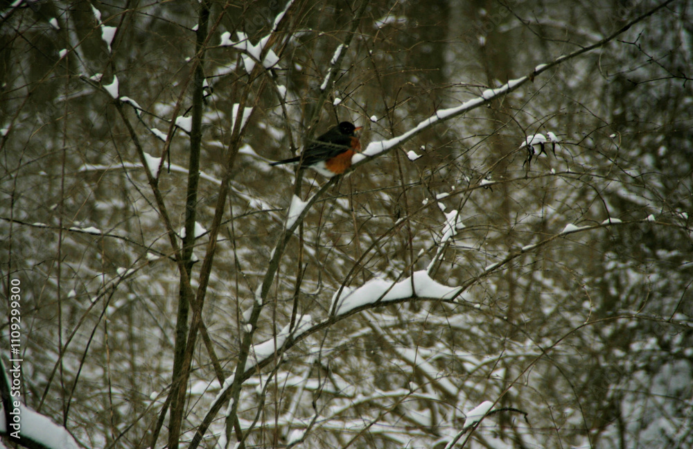 Fototapeta premium bird in the snow